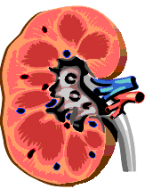 Kidney Image