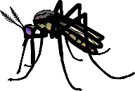 Mosquito Image